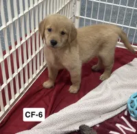 Rose, a female Golden Retriever for sale in Earling, IA – 3 of 4