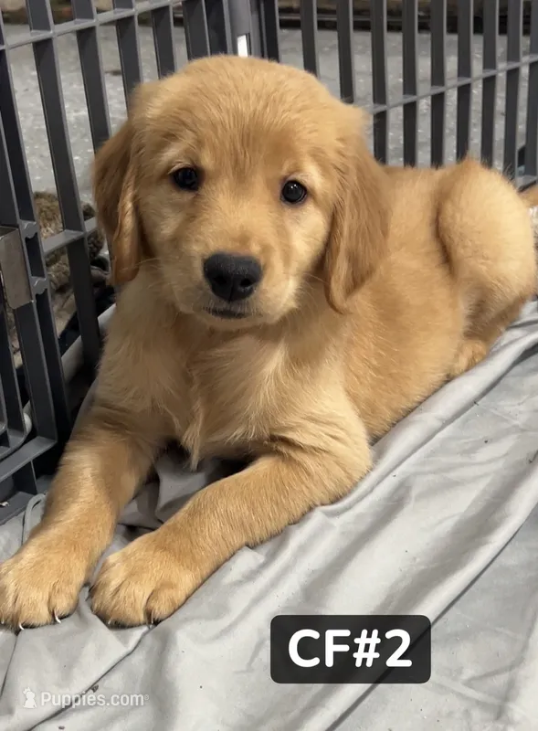 Violet – Golden Retriever puppy on hold in Earling, IA