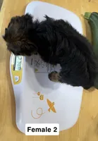 Maggie, a female Yorkshire Terrier for sale in Earling, IA – 4 of 5