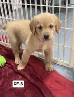 Rose, a female Golden Retriever for sale in Earling, IA – 4 of 4