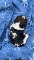 Gemma, a female Yorkshire Terrier for sale in Earling, IA – 2 of 6