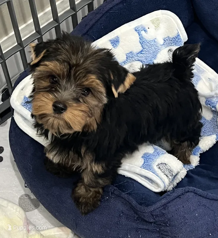Harry – Yorkshire Terrier puppy for sale in Earling, IA