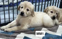 Stetson, a male Golden Retriever for sale in Earling, IA – 2 of 4
