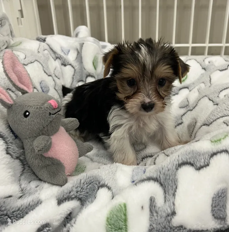 Darby – Yorkshire Terrier puppy for sale in Earling, IA