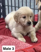  Baxter, a male Golden Retriever for sale in Earling, IA – 3 of 4