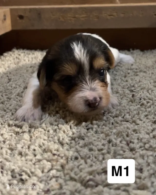 Darby – Yorkshire Terrier puppy for sale in Earling, IA