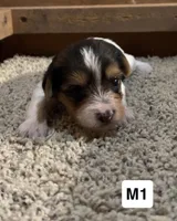 Darby, a male Yorkshire Terrier for sale in Earling, IA – 1 of 2