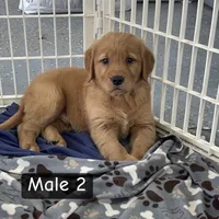 Herbie, a male Golden Retriever for sale in Earling, IA – 3 of 3