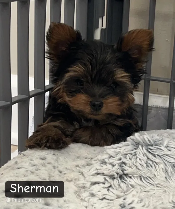 Sherman – Yorkshire Terrier puppy for sale in Earling, IA