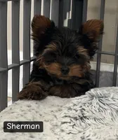 Sherman, a male Yorkshire Terrier for sale in Earling, IA – Photo 1 of 4