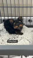 Sherman, a male Yorkshire Terrier for sale in Earling, IA – Photo 2 of 4