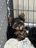 Sherman, a male Yorkshire Terrier for sale in Earling, IA – Photo 3 of 4