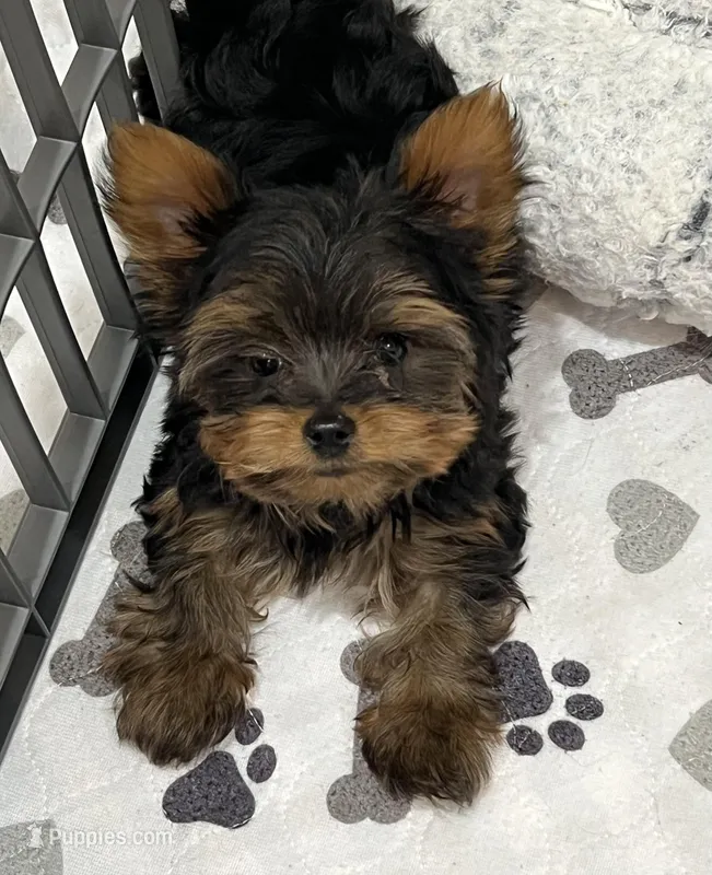 Sherman – Yorkshire Terrier puppy for sale in Earling, IA