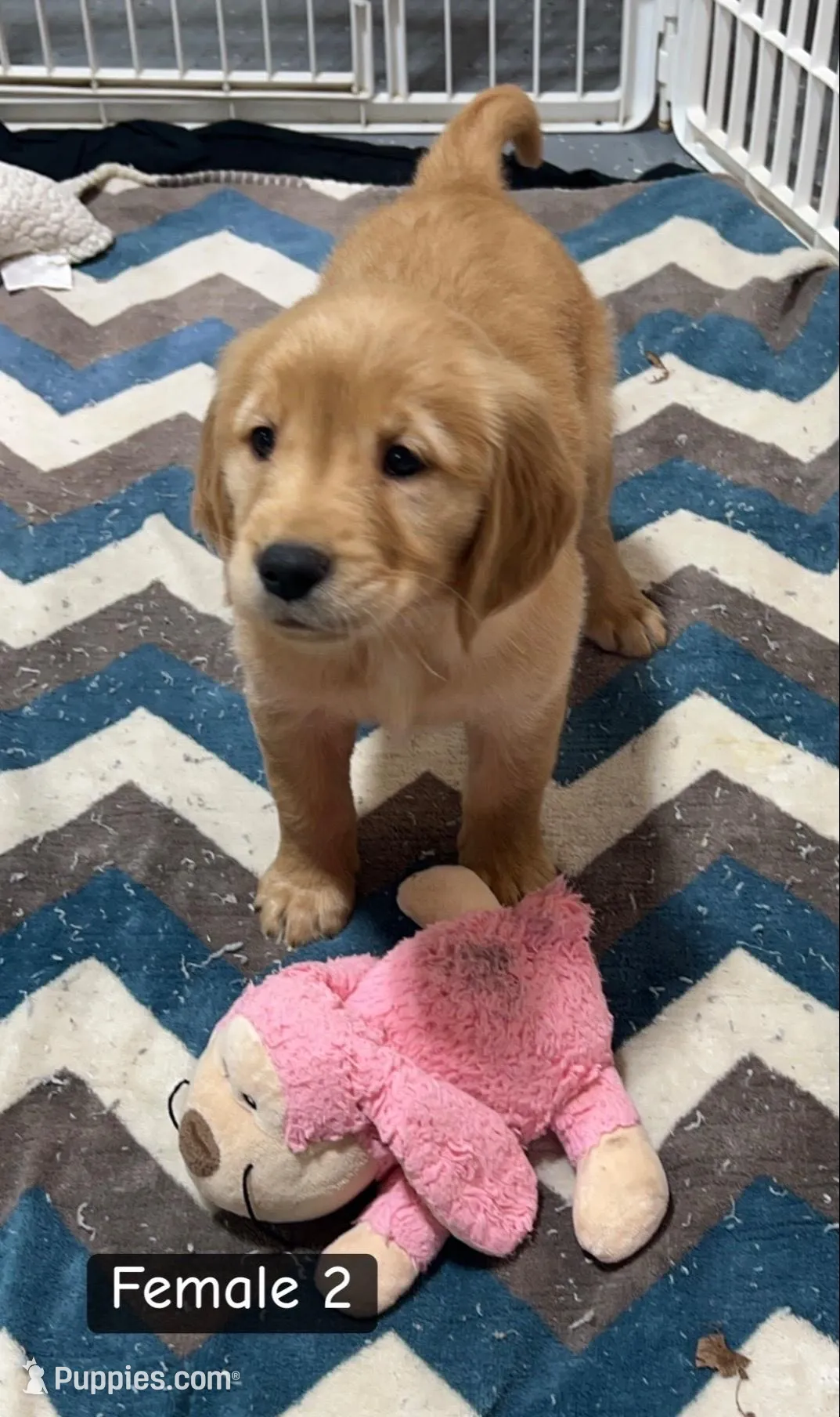 Bryn , a female Golden Retriever for sale in Earling, IA – Photo 4 of 4