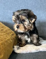 Baxter , a male Yorkshire Terrier for sale in Earling, IA – 4 of 5