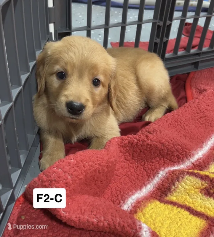 Violet – Golden Retriever puppy for sale in Earling, IA