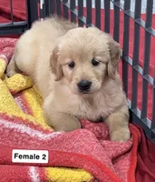 Bailey, a female Golden Retriever for sale in Earling, IA – 1 of 4