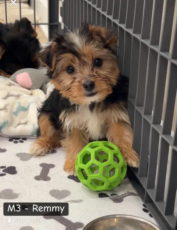 Remy  – Yorkshire Terrier puppy for sale in Earling, IA