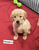Bailey, a female Golden Retriever for sale in Earling, IA – 2 of 4