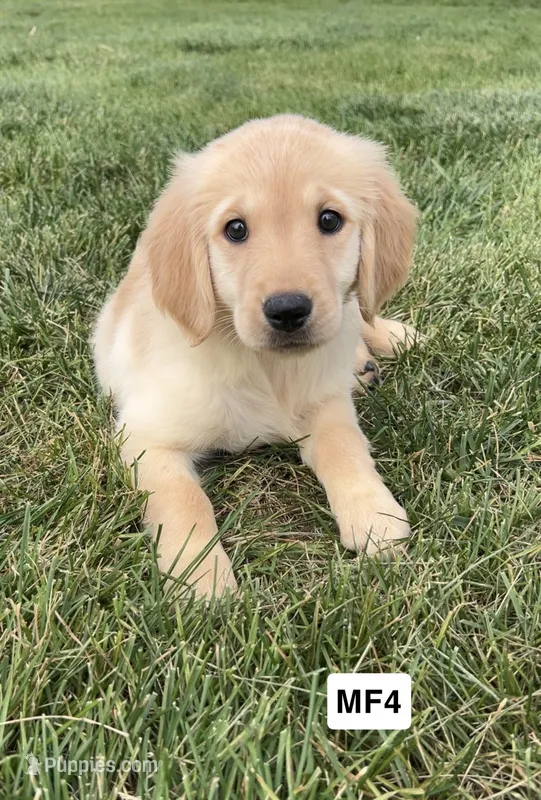 Montana  – Golden Retriever puppy for sale in Earling, IA