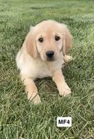 Montana , a female Golden Retriever for sale in Earling, IA – 1 of 3