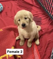 Bailey, a female Golden Retriever for sale in Earling, IA – 3 of 4