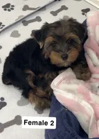 Maggie, a female Yorkshire Terrier for sale in Earling, IA – 3 of 5
