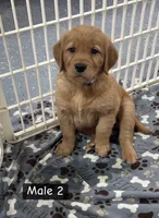 Herbie, a male Golden Retriever for sale in Earling, IA – 2 of 3