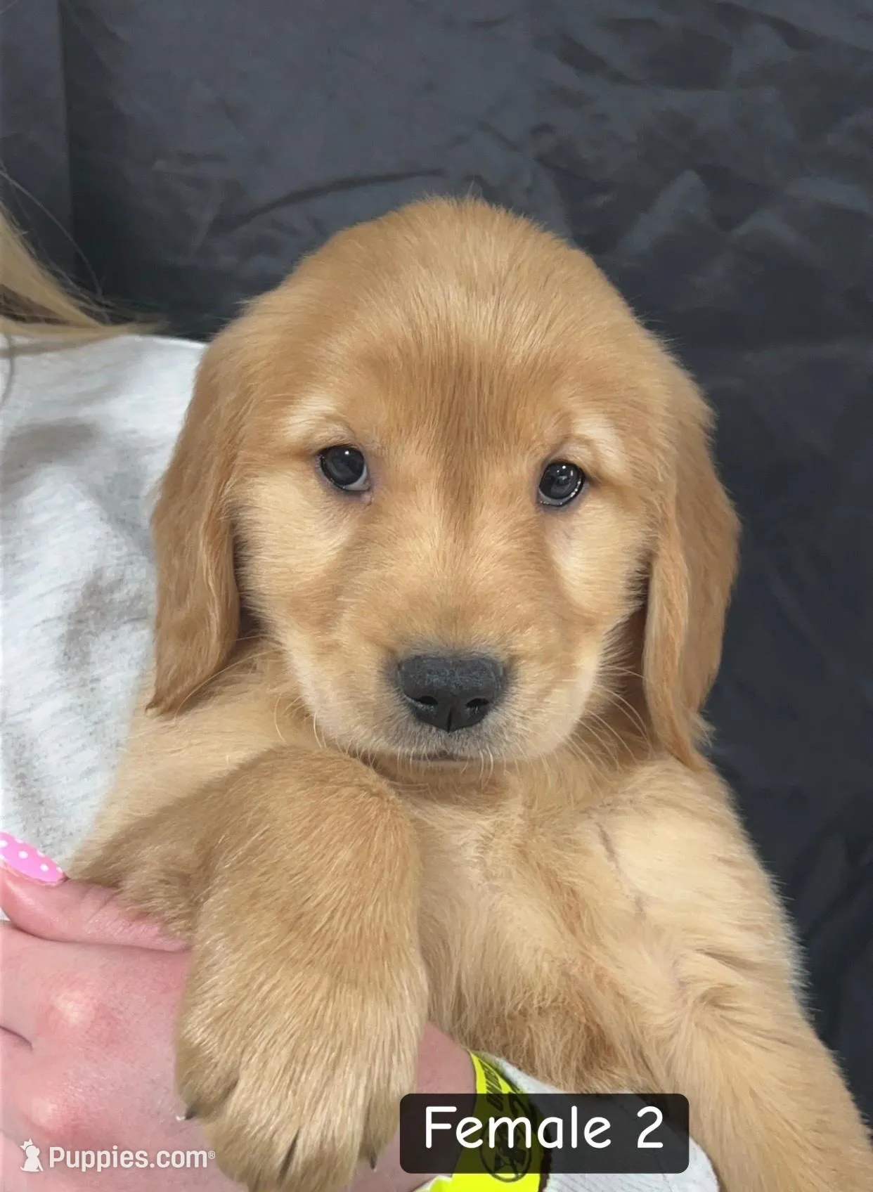 Bryn , a female Golden Retriever for sale in Earling, IA – Photo 3 of 4