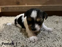 Daphne, a female Yorkshire Terrier for sale in Earling, IA – 2 of 3
