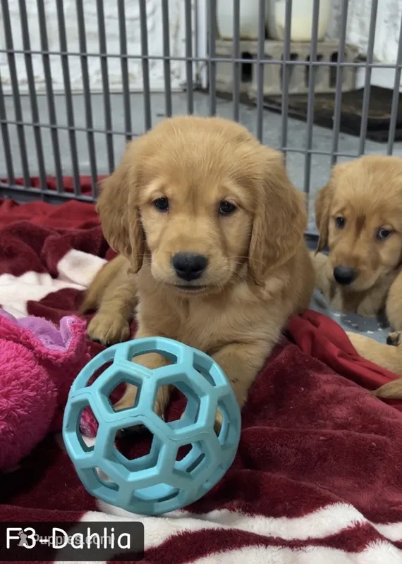 Dahlia – Golden Retriever puppy for sale in Earling, IA