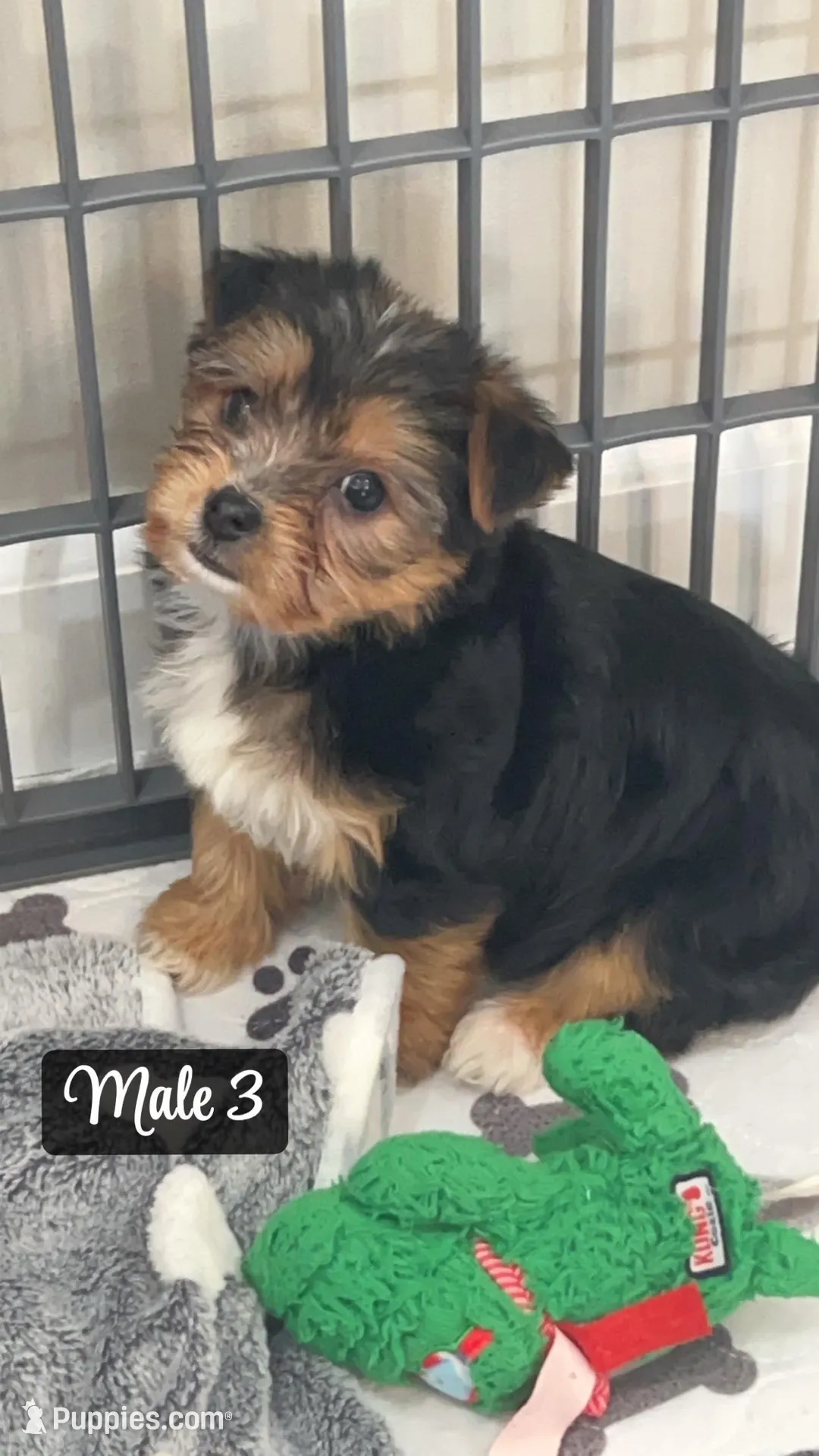 Remy  – Yorkshire Terrier puppy for sale in Earling, IA