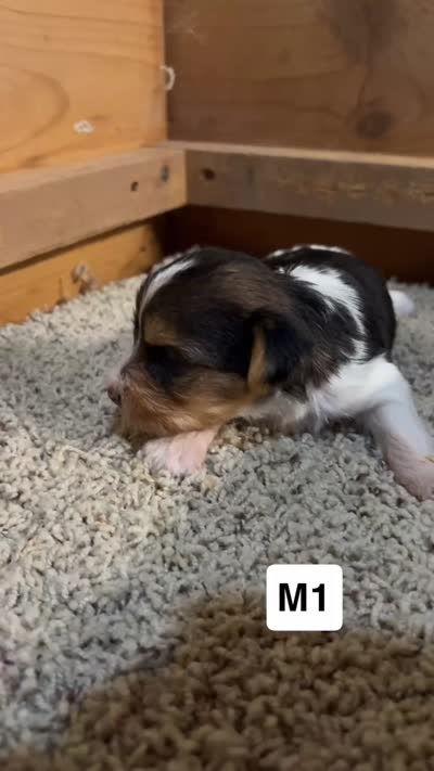Darby, a male Yorkshire Terrier for sale in Earling, IA – 2 of 2