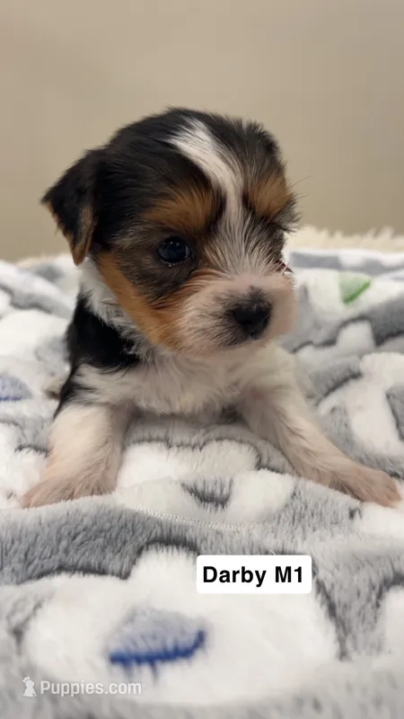 Darby – Yorkshire Terrier puppy for sale in Earling, IA