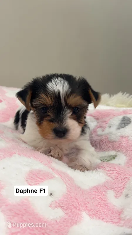 Daphne – Yorkshire Terrier puppy for sale in Earling, IA
