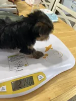 Baxter , a male Yorkshire Terrier for sale in Earling, IA – 5 of 5