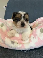 Gemma, a female Yorkshire Terrier for sale in Earling, IA – 3 of 6