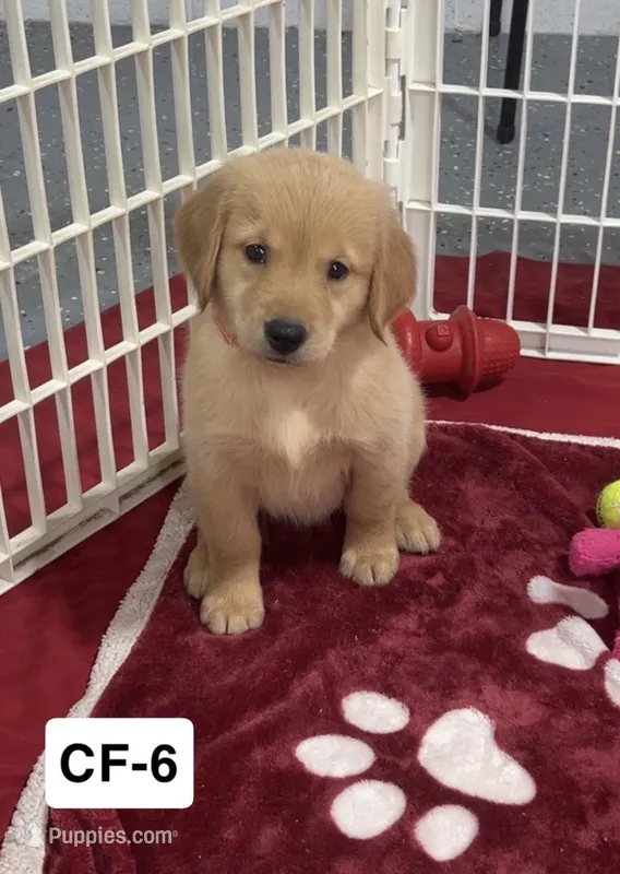Rose – Golden Retriever puppy for sale in Earling, IA