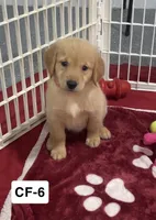Rose, a female Golden Retriever for sale in Earling, IA – 1 of 4