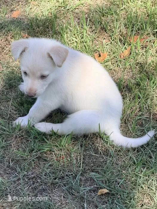 GSD Purple Collar Female – German Shepherd Dog puppy for sale in Elizabethtown, NC