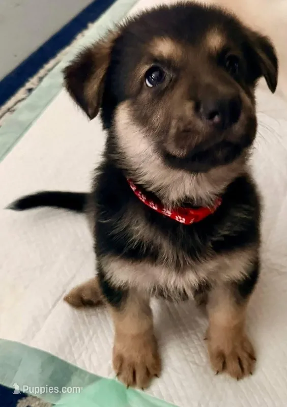 GSD Red Collar Male – German Shepherd Dog puppy for sale in Elizabethtown, NC