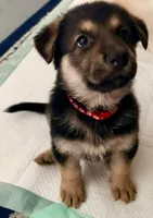 GSD Red Collar Male, a male German Shepherd Dog for sale in Elizabethtown, NC – 1 of 1