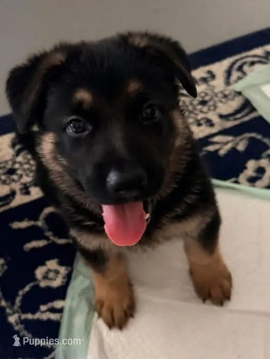 GSD Blue Collar Male – German Shepherd Dog puppy for sale in Elizabethtown, NC