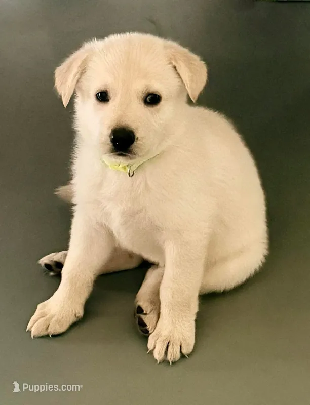 GSD Lime Collar Female – German Shepherd Dog puppy for sale in Elizabethtown, NC