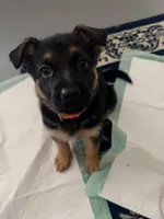 GSD Orange Collar Female, a female German Shepherd Dog for sale in Elizabethtown, NC – 1 of 1