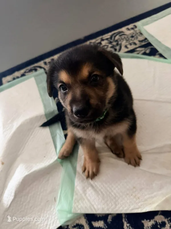GSD Green Collar Male – German Shepherd Dog puppy for sale in Elizabethtown, NC