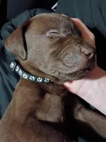 Black collar boy , a male Labrador Retriever for sale in Peoria, AZ – Photo 5 of 5