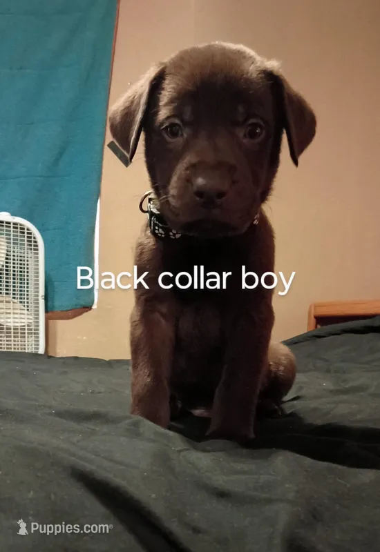 Black collar boy 