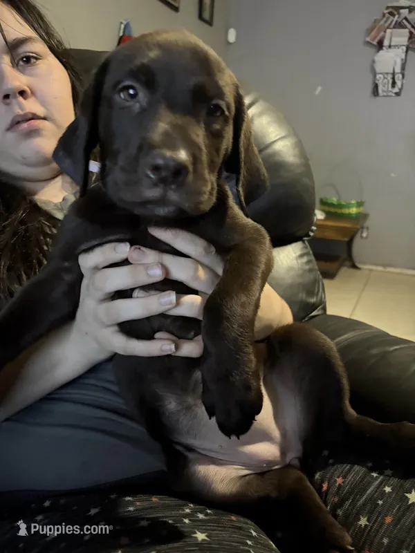 Light purple  – Labrador Retriever puppy for sale in Peoria, AZ