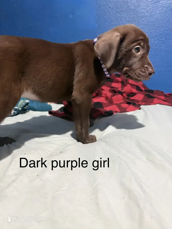 Dark purple girl  – Labrador Retriever puppy for sale in Peoria, AZ